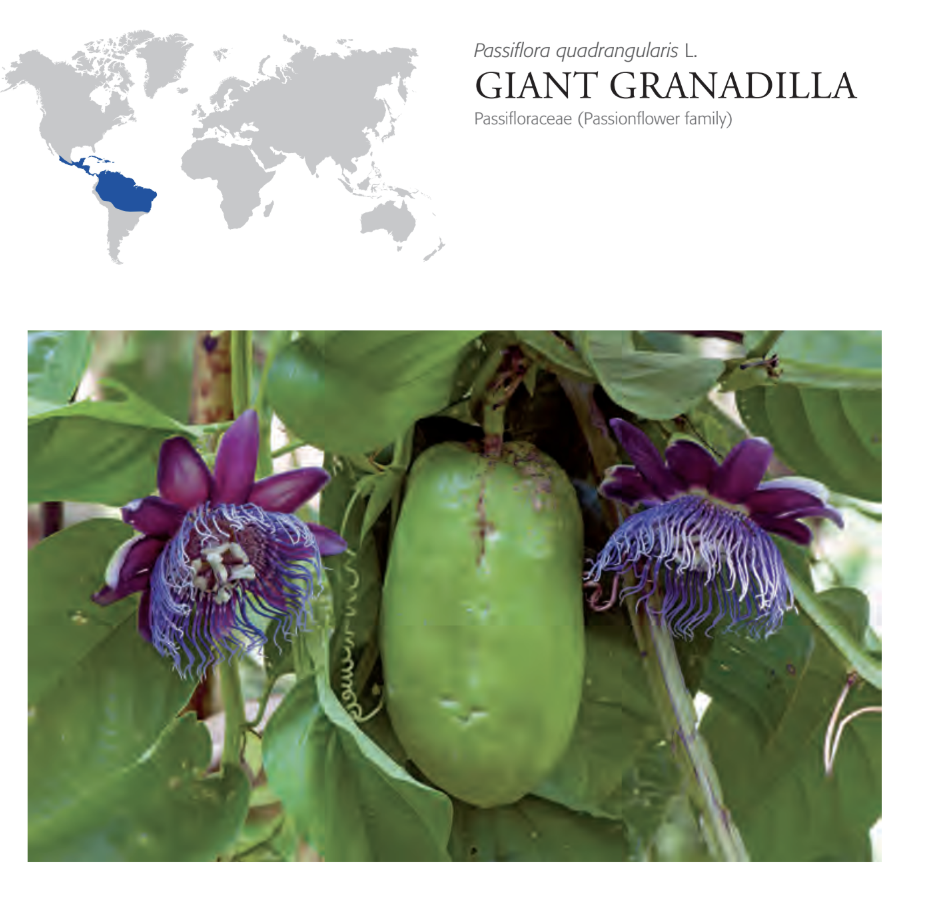 200+ Unique Fruits Images